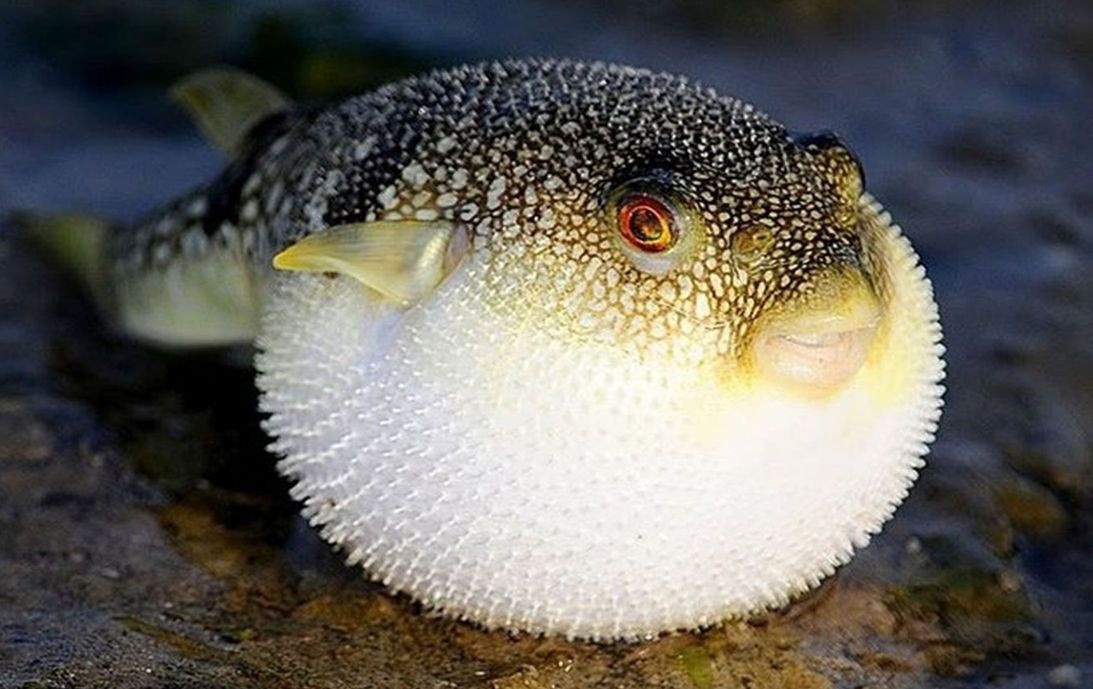  3. Cá nóc (Tetraodontidae). Cá nóc nổi tiếng với khả năng phồng to khi bị đe dọa và chứa độc tố mạnh có thể gây chết người. Chúng thường sống gần rạn san hô, nơi có nhiều loại thức ăn hấp dẫn. Ảnh: Pinterest.