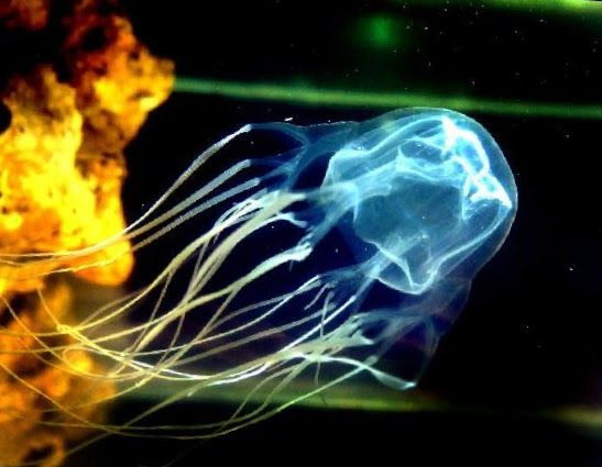  14. Sứa hộp (Chironex fleckeri). Sứa hộp là loài sứa cực kỳ độc, có xúc tu chứa nọc độc mạnh. Mặc dù trông vô hại, một vết chích của chúng có thể gây tử vong cho con người. Ảnh: Pinterest.