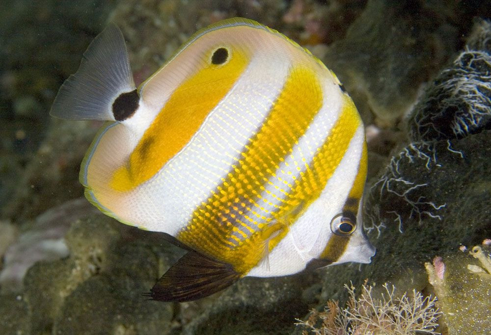  10. Cá bướm (Chaetodontidae). Các loài cá bướm có màu sắc sặc sỡ và hoa văn độc đáo, thường di chuyển thành cặp. Chúng ăn tảo và các sinh vật nhỏ sống quanh các rạn san hô. Ảnh: Pinterest.