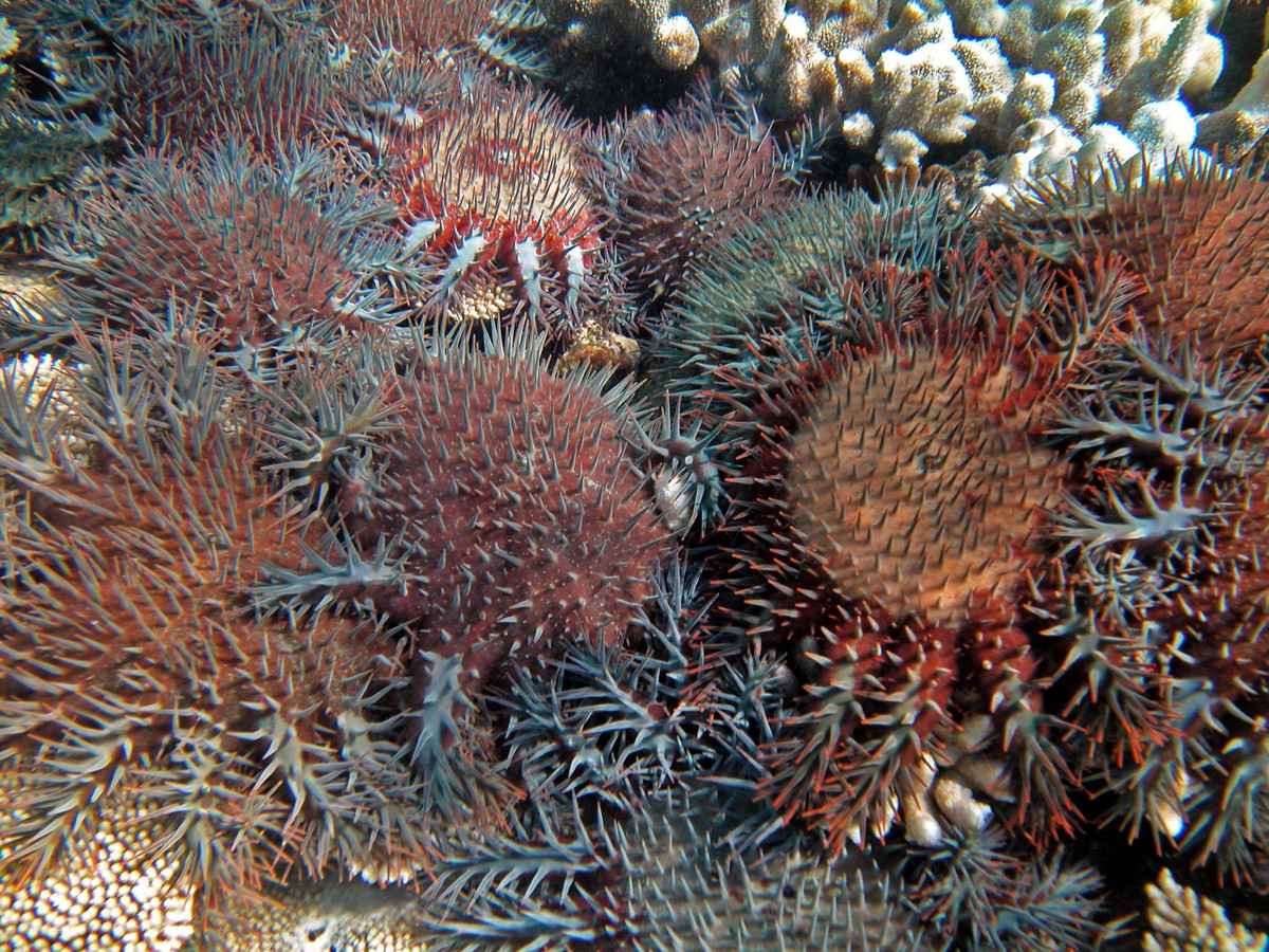  5. Sao biển gai (Acanthaster planci). Loài sao biển lớn này có gai nhọn và có thể tiêu thụ lượng lớn san hô cứng. Mặc dù đóng vai trò tự nhiên trong chu trình sinh thái, sự bùng nổ dân số của chúng có thể gây hại cho các rạn san hô. Ảnh: Pinterest.