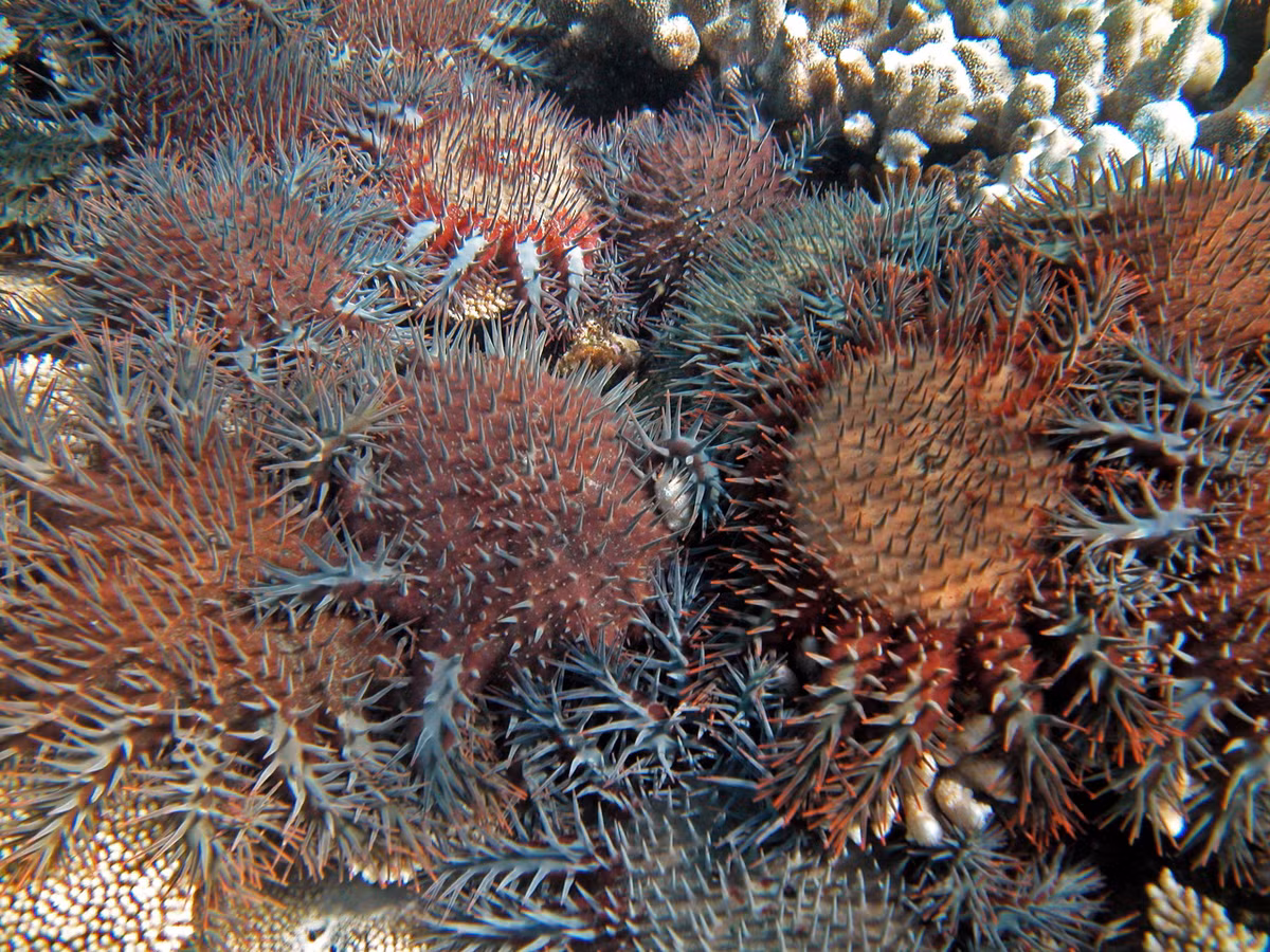  5. Sao biển gai (Acanthaster planci). Loài sao biển lớn này có gai nhọn và có thể tiêu thụ lượng lớn san hô cứng. Mặc dù đóng vai trò tự nhiên trong chu trình sinh thái, sự bùng nổ dân số của chúng có thể gây hại cho các rạn san hô. Ảnh: Pinterest.