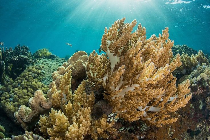  20. San hô (Scleractinia). San hô là cơ thể sống xây dựng nên các rạn san hô. Chúng là động vật không xương sống, tiết ra canxi carbonate để tạo nên bộ xương ngoài và cung cấp môi trường sống cho hàng ngàn loài khác. Ảnh: Pinterest.