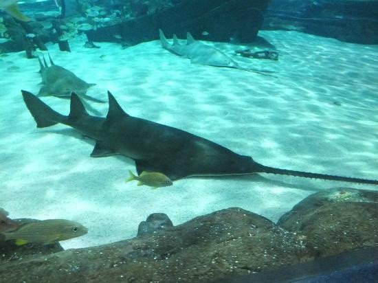  12. Cá răng đao (Pristis pectinata). Loài cá này có mõm dài hình lưỡi cưa với răng sắc nhọn. Chúng thường sống gần rạn san hô và sử dụng mõm để săn mồi dưới cát hoặc bùn. Ảnh: Pinterest.