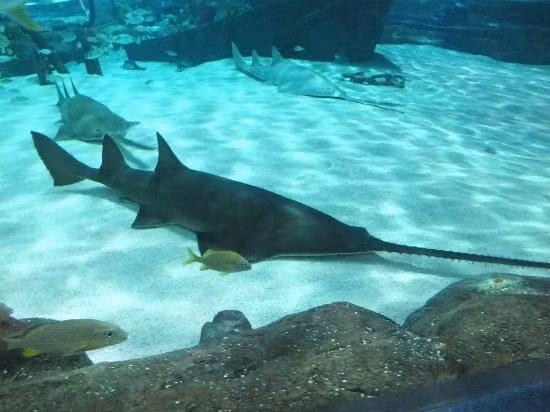  12. Cá răng đao (Pristis pectinata). Loài cá này có mõm dài hình lưỡi cưa với răng sắc nhọn. Chúng thường sống gần rạn san hô và sử dụng mõm để săn mồi dưới cát hoặc bùn. Ảnh: Pinterest.