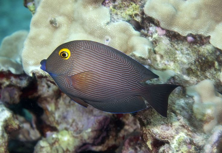  17. Cá đuôi gai (Acanthuridae). Cá đuôi gai có màu xanh tươi sáng với các dải màu vàng và trắng. Chúng sống theo đàn lớn, ăn tảo và giúp giữ cho rạn san hô sạch sẽ. Ảnh: Pinterest.