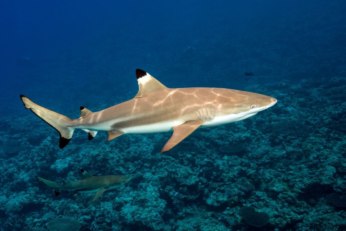  18. Cá mập vây đen (Carcharhinus melanopterus). Cá mập vây đen thường sống gần các rạn san hô, nơi chúng săn mồi như cá nhỏ và mực. Dù có kích thước lớn, chúng không nguy hiểm đối với con người. Ảnh: Pinterest.