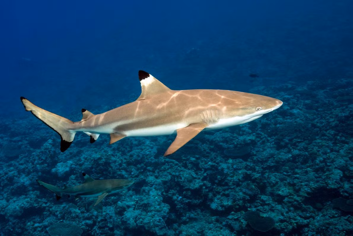  18. Cá mập vây đen (Carcharhinus melanopterus). Cá mập vây đen thường sống gần các rạn san hô, nơi chúng săn mồi như cá nhỏ và mực. Dù có kích thước lớn, chúng không nguy hiểm đối với con người. Ảnh: Pinterest.