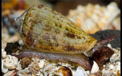  15. Ốc nón (Conidae). Loài ốc nón có lớp vỏ đẹp nhưng lại chứa nọc độc nguy hiểm, đủ mạnh để gây tử vong cho người. Chúng sống dưới cát hoặc trên các tảng san hô. Ảnh: Pinterest.