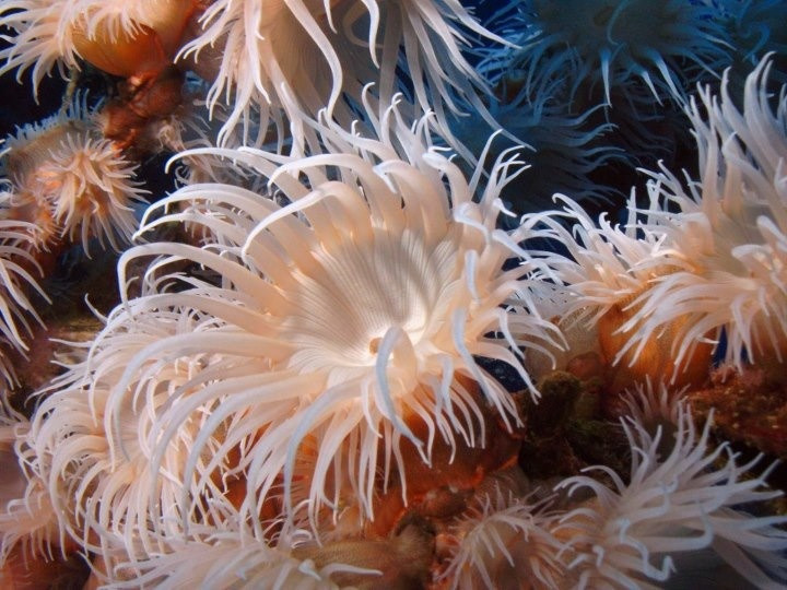  19. Hải quỳ (Actiniaria). Hải quỳ là một nhóm động vật không xương sống có hình dáng như bông hoa và các xúc tu chứa nọc độc. Chúng thường có mối quan hệ cộng sinh với cá hề và các loài cá khác. Ảnh: Pinterest.