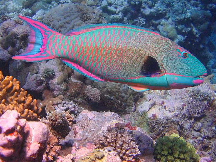  4. Cá mó (Scaridae). Cá mó có hàm răng giống như mỏ vẹt, giúp chúng nghiền san hô để ăn các thành phần hữu cơ. Loài này đóng vai trò quan trọng trong việc duy trì sự cân bằng của hệ sinh thái rạn san hô. Ảnh: Pinterest.