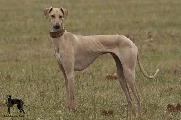  Azawakh. Là giống chó săn mảnh mai và thanh thoát từ vùng Sahel ở châu Phi, Azawakh được biết đến với sự nhanh nhẹn và ngoại hình thon gọn, giống như những vận động viên điền kinh. Ảnh: Pinterest.