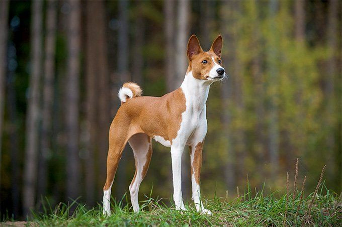  Basenji. Chó Basenji được biết đến là giống chó "không sủa" vì nó phát ra âm thanh khác biệt thay vì tiếng sủa thông thường. Chúng có nguồn gốc từ châu Phi, với phẩm chất nổi bật là sự nhanh nhẹn, thông minh. Ảnh: Pinterest.