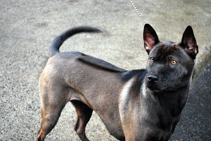  Thai Ridgeback. Giống chó xoáy Thái Lan này có một dải lông chạy ngược dọc sống lưng, tạo nên đặc điểm nổi bật. Chúng có tính cách thông minh và độc lập. Ảnh: Pinterest.