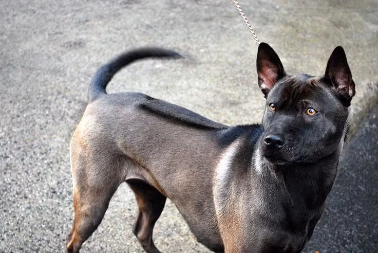  Thai Ridgeback. Giống chó xoáy Thái Lan này có một dải lông chạy ngược dọc sống lưng, tạo nên đặc điểm nổi bật. Chúng có tính cách thông minh và độc lập. Ảnh: Pinterest.