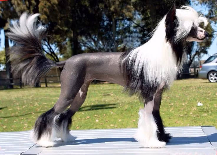  Chinese Crested. Đây là một giống chó có vẻ ngoài đặc thù với phần thân không lông, chỉ có một ít lông ở đầu, chân và đuôi. Chúng có tính cách năng động và tình cảm. Ảnh: Pinterest.
