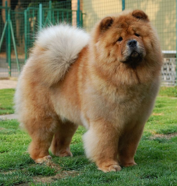 Chow Chow. Giống chó nguồn gốc Trung Quốc này có bộ lông dày, mịn và chiếc lưỡi màu xanh đen độc đáo. Chúng có ngoại hình được cho là “giống con lân”, có tính cách độc lập hơn các giống chó khác. Ảnh: Pinterest.