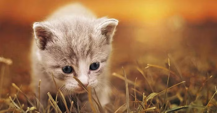  Tuổi Mão: Tháng 10 là một thời điểm khá thuận lợi cho người tuổi Mão. Với sự thông minh và nhạy bén, họ dễ dàng nhận ra điểm mạnh và yếu của bản thân, từ đó đưa ra những quyết định chính xác. Hơn nữa, tuổi Mão còn được quý nhân giúp đỡ và sự tín nhiệm từ đồng nghiệp, cấp trên, khiến cho công việc của họ tiến triển rất suôn sẻ. 