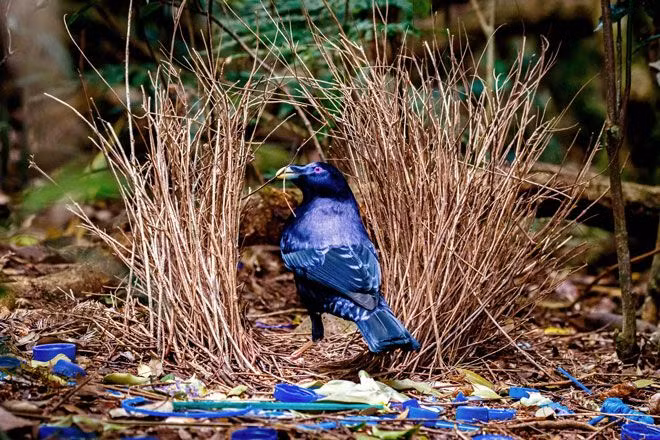 Chỉ có chim trống xây tổ, và điều này nhằm mục đích thu hút chim mái. Chúng thường rất chăm chút trong việc trang trí, thậm chí điều chỉnh màu sắc để cái tổ trở nên ấn tượng hơn. Ảnh: Pinterest.