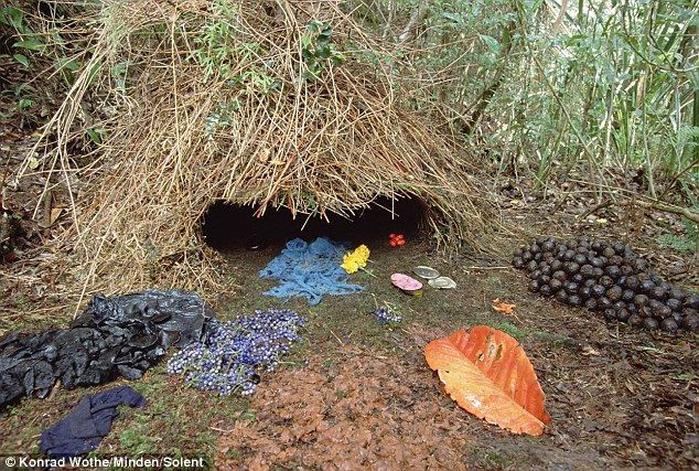  2. Tổ chim tổ lều. Chim tổ lều nổi tiếng với khả năng xây dựng tổ rất đặc biệt, giống như túp lều. Chúng tạo ra một cấu trúc phức tạp từ cành cây, lá và các vật liệu trang trí như hoa, vỏ sò, và thậm chí cả rác thải màu sắc. Ảnh: Pinterest.