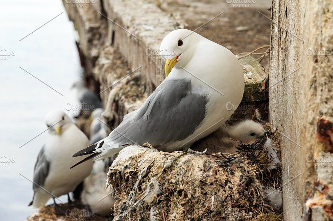  4. Tổ chim mòng biển. Chim mòng biển xây tổ trên các vách đá biển hoặc bãi biển, thường sử dụng cát, đá và các vật liệu có sẵn xung quanh. Ảnh: Pinterest.