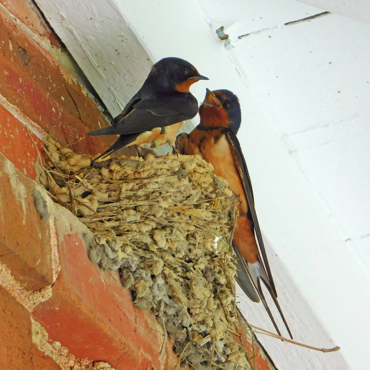  6. Tổ chim nhạn. Chim nhạn thường xây tổ từ bùn, tạo thành những cấu trúc hình chén gắn trên tường, gốc cây hoặc dưới mái nhà. Tổ của chúng thường rất chắc chắn và có thể tái sử dụng trong nhiều năm. Ảnh: Pinterest.