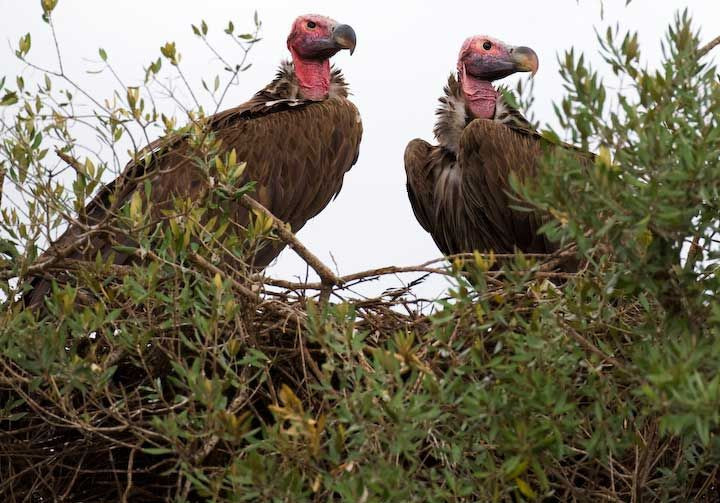  7. Tổ chim kền kền. Kền kền thường không xây tổ mà sử dụng các vị trí trên các vách đá hoặc cây cối cao để đặt trứng. Một số loài kền kền, như kền kền Ai Cập, lại dùng những vật liệu như rác thải, lông và cành cây để tạo thành tổ đơn giản. Ảnh: Pinterest.