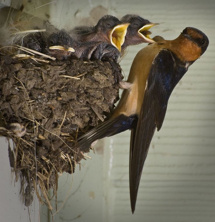 Chim nhạn cũng rất thông minh khi chọn vị trí xây tổ, thường ở những nơi an toàn và gần nguồn thức ăn. Ảnh: Pinterest.