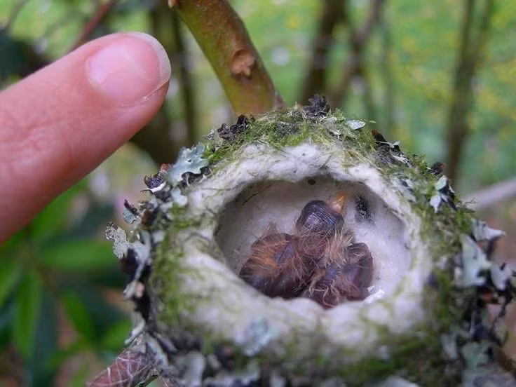 Tổ của loài chim ruồi thường được làm từ lông, nhện, và các vật liệu mềm khác, giúp tạo ra một nơi ấm cúng và an toàn cho trứng. Ảnh: Pinterest.