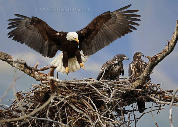 Đại bàng thường sử dụng tổ này trong nhiều năm, thường là để nuôi dưỡng nhiều thế hệ chim non. Ảnh: Pinterest.