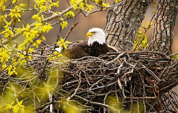  3. Tổ đại bàng. Đại bàng xây tổ rất lớn, thường được đặt trên cây cao hoặc vách đá. Tổ của chúng có thể nặng tới hàng trăm kilôgam và được xây dựng từ cành cây, lá và các vật liệu tự nhiên khác. Ảnh: Pinterest.