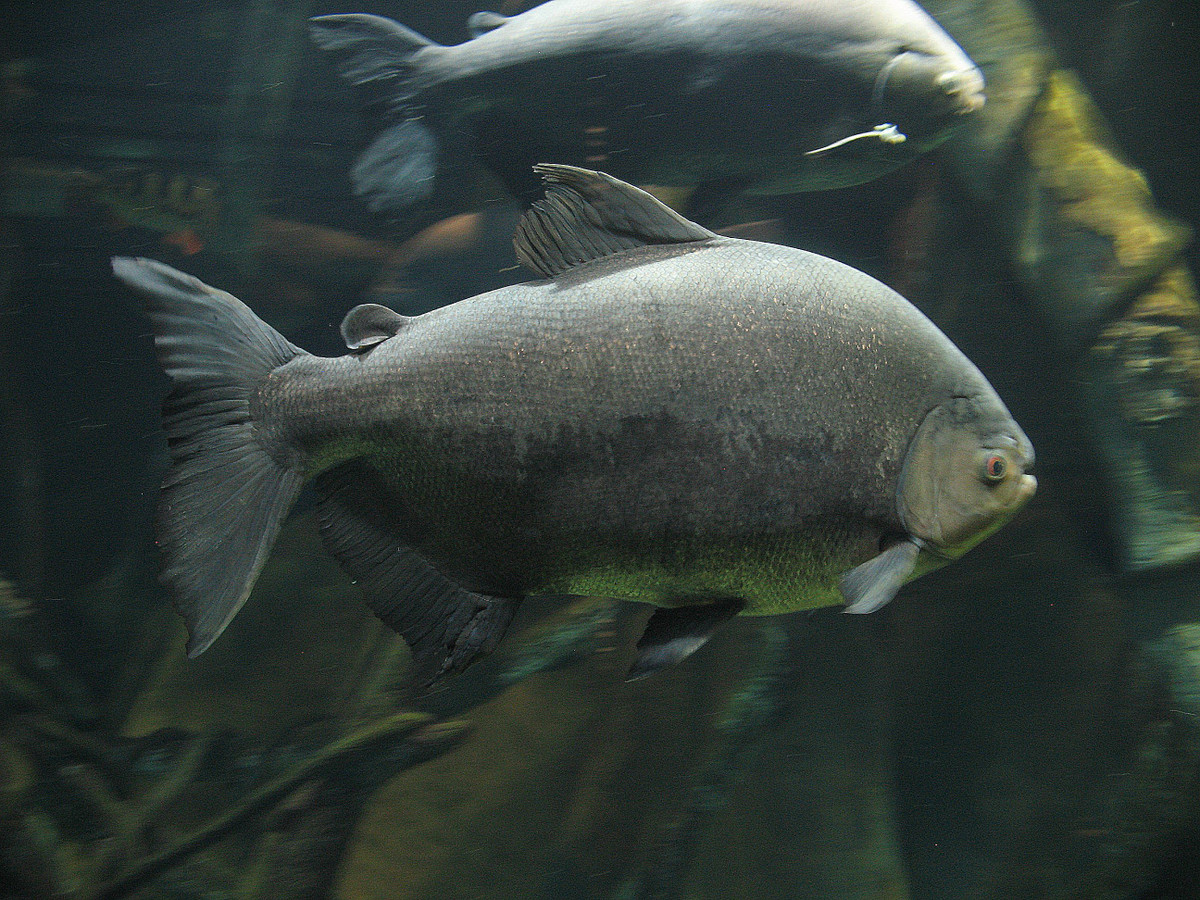  13. Cá Pacu (Colossoma macropomum). Cá Pacu là họ hàng gần của cá Piranha nhưng ăn chủ yếu là thực vật. Chúng có răng hình dạng giống răng người, được sử dụng để nghiền nát các loại hạt và quả cứng rơi xuống sông. Ảnh: Pinterest.