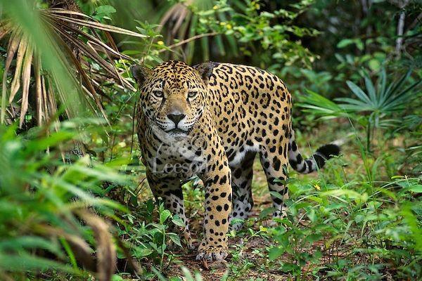  5. Báo đốm (Panthera onca). Là loài mèo lớn nhất châu Mỹ, báo đốm là một thợ săn đáng gờm với khả năng bơi lội giỏi. Săn mồi cả trên cạn và dưới nước, chúng hạ gục được cả cá sấu và nhiều loài động vật lớn khác. Ảnh: Pinterest.
