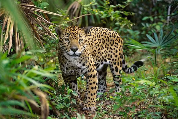  5. Báo đốm (Panthera onca). Là loài mèo lớn nhất châu Mỹ, báo đốm là một thợ săn đáng gờm với khả năng bơi lội giỏi. Săn mồi cả trên cạn và dưới nước, chúng hạ gục được cả cá sấu và nhiều loài động vật lớn khác. Ảnh: Pinterest.