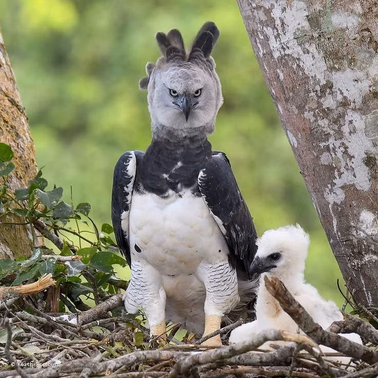  10. Đại bàng Harpy (Harpia harpyja). Là một trong những loài đại bàng lớn nhất thế giới, đại bàng Harpy có bộ móng vuốt mạnh mẽ và đôi cánh to lớn, giúp chúng săn bắt các loài động vật như khỉ và lười trên tán cây rừng. Ảnh: Pinterest.