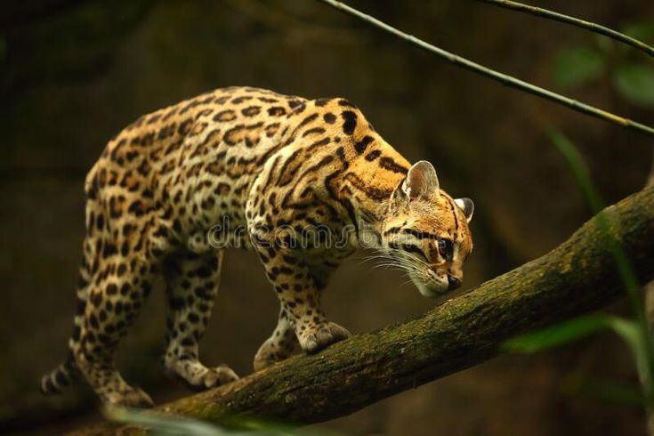  15. Mèo cá Ocelot (Leopardus pardalis). Ocelot là một loài mèo hoang dã với bộ lông đốm tuyệt đẹp. Chúng sống ở rừng rậm Amazon và săn các loài động vật nhỏ như chim, thỏ và cá. Ảnh: Pinterest.