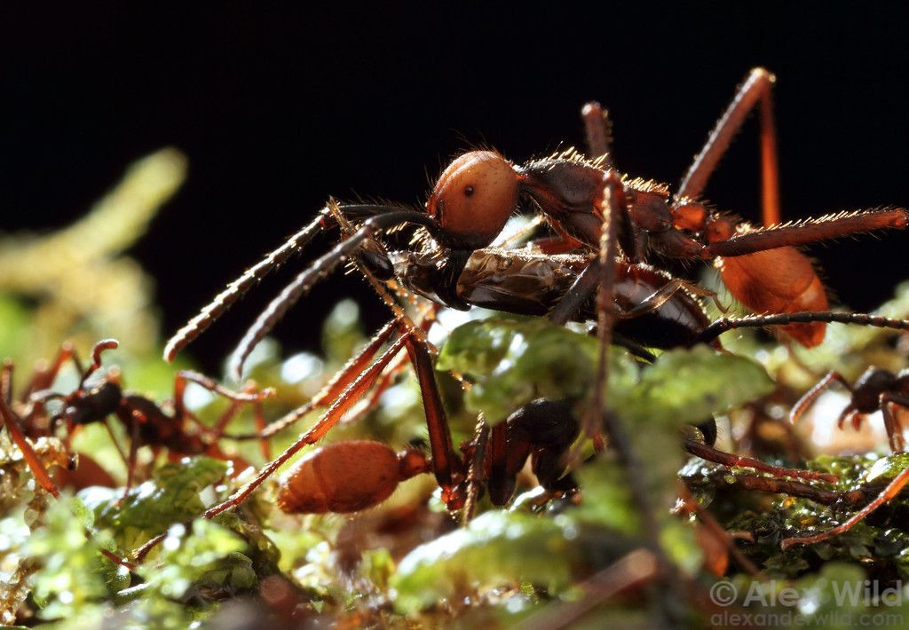  9. Kiến quân đội (Eciton burchellii). Kiến quân đội không xây tổ cố định mà di chuyển liên tục theo đàn lớn, săn mồi trong rừng. Chúng có thể hạ gục những con mồi lớn hơn nhiều lần kích thước của chúng nhờ sức mạnh tập thể. Ảnh: Pinterest.