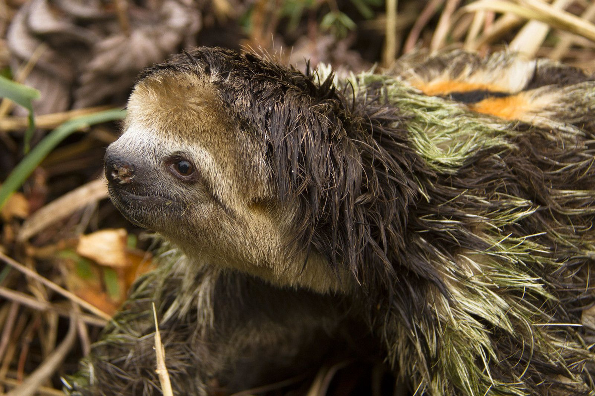  6. Lười ba ngón (Bradypus tridactylus). Lười ba ngón di chuyển chậm chạp và dành phần lớn thời gian treo mình trên các nhánh cây. Chúng có một lớp tảo xanh mọc trên lông, giúp ngụy trang trong môi trường rừng rậm. Ảnh: Pinterest.