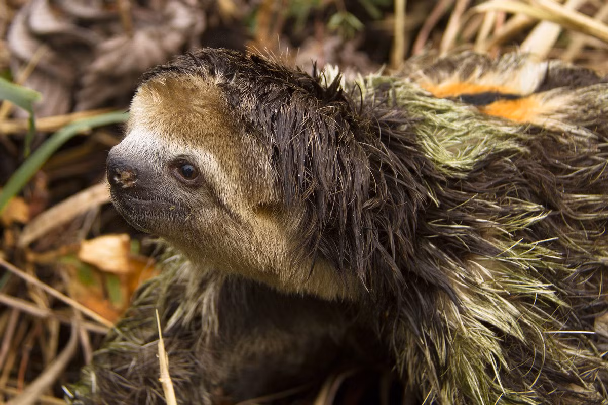  6. Lười ba ngón (Bradypus tridactylus). Lười ba ngón di chuyển chậm chạp và dành phần lớn thời gian treo mình trên các nhánh cây. Chúng có một lớp tảo xanh mọc trên lông, giúp ngụy trang trong môi trường rừng rậm. Ảnh: Pinterest.