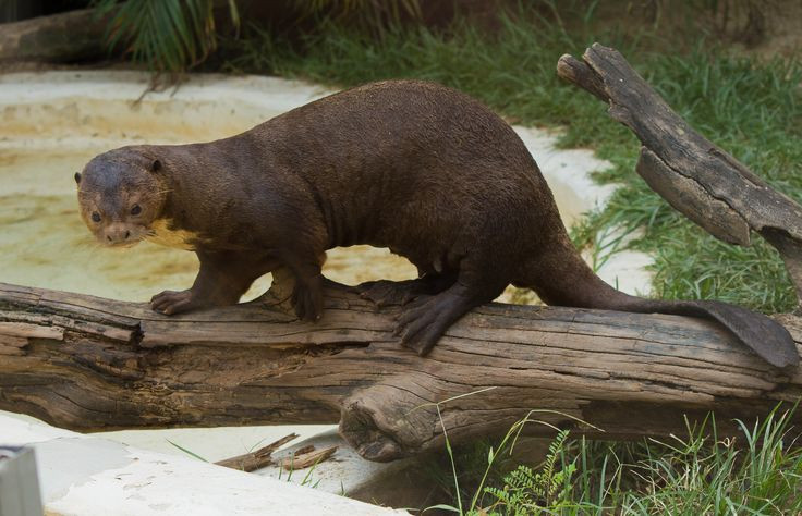  11. Rái cá khổng lồ (Pteronura brasiliensis). Rái cá khổng lồ có chiều dài đến 1,8 mét (tính cả đuôi), sống trong các dòng sông và hồ nước ở Amazon. Chúng là những thợ săn cá tài năng và sống theo bầy đàn rất gắn kết. Ảnh: Pinterest.