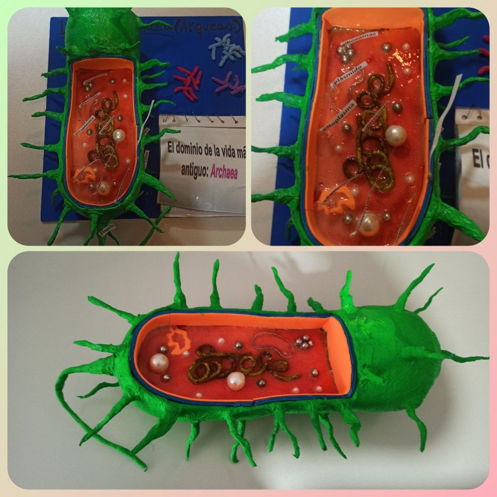  6. Có thể sống mà không cần oxy. Nhiều loại cổ khuẩn là kỵ khí bắt buộc, nghĩa là chúng không chỉ không cần oxy để sống mà còn bị tổn thương bởi oxy. Những cổ khuẩn này thường được tìm thấy trong các môi trường thiếu oxy như dưới lòng đất, đáy biển, hoặc trong ruột động vật. Ảnh: Pinterest.