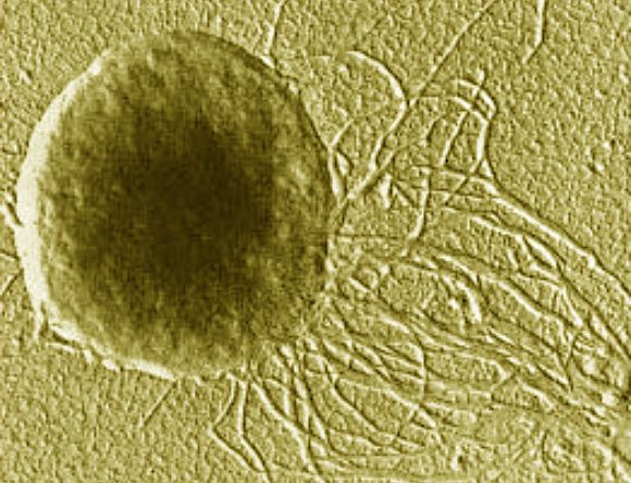  7. Có thể giúp hiểu rõ hơn về sự sống ngoài Trái đất. Vì cổ khuẩn có thể sống trong những điều kiện khắc nghiệt như nhiệt độ cực cao, môi trường mặn hoặc môi trường axit mạnh, chúng cung cấp mô hình sinh học giúp các nhà khoa học nghiên cứu về khả năng tồn tại của sự sống trên các hành tinh. Ảnh: Pinterest.