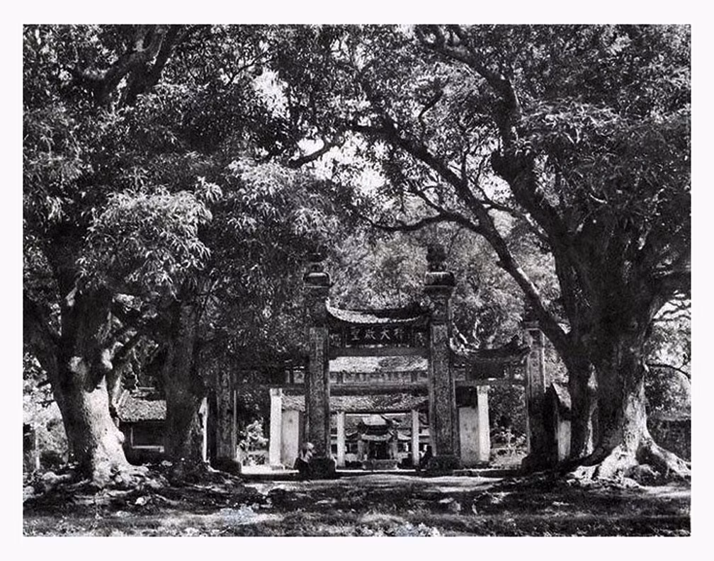 Hàng cây cổ thụ bên ngoài cổng chùa Láng năm 1941, ảnh của nhiếp ảnh gia lão thành Võ An Ninh.