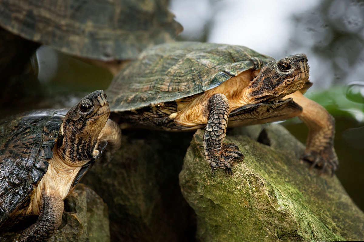Những chú rùa tại Trung tâm Bảo tồn Rùa Cúc Phương. Ảnh: Mayumi Acosta / 500px.com.