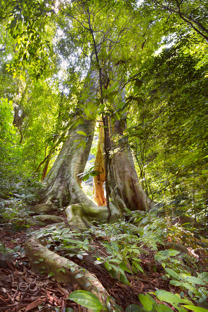 Dáng vẻ kỳ vĩ của hai cây cố thụ sóng đôi. Ảnh: Cristian Ruberti / 500px.com.
