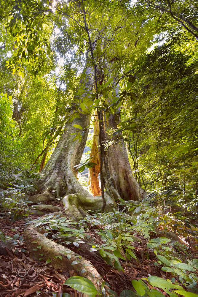 Dáng vẻ kỳ vĩ của hai cây cố thụ sóng đôi. Ảnh: Cristian Ruberti / 500px.com.