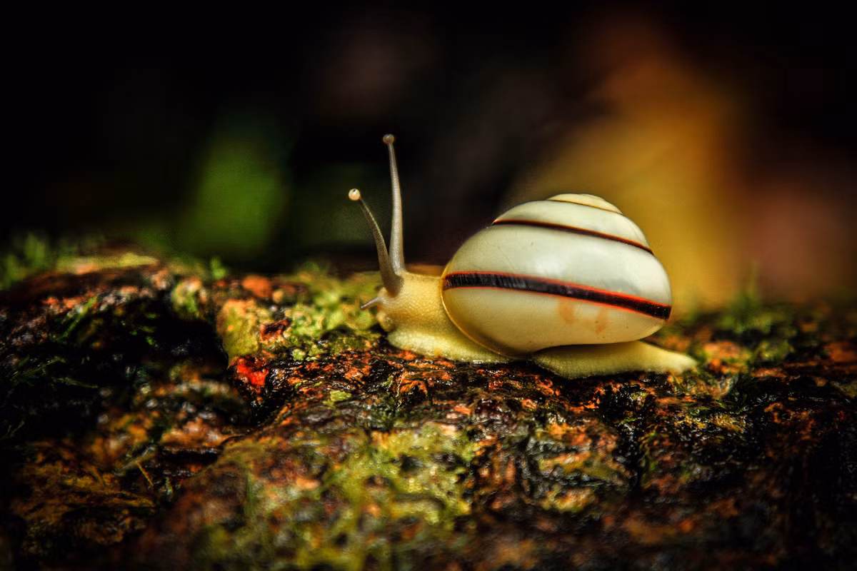 Một chú ốc sên có màu sắc lạ mắt. Ảnh: Noccio Nox / 500px.com.