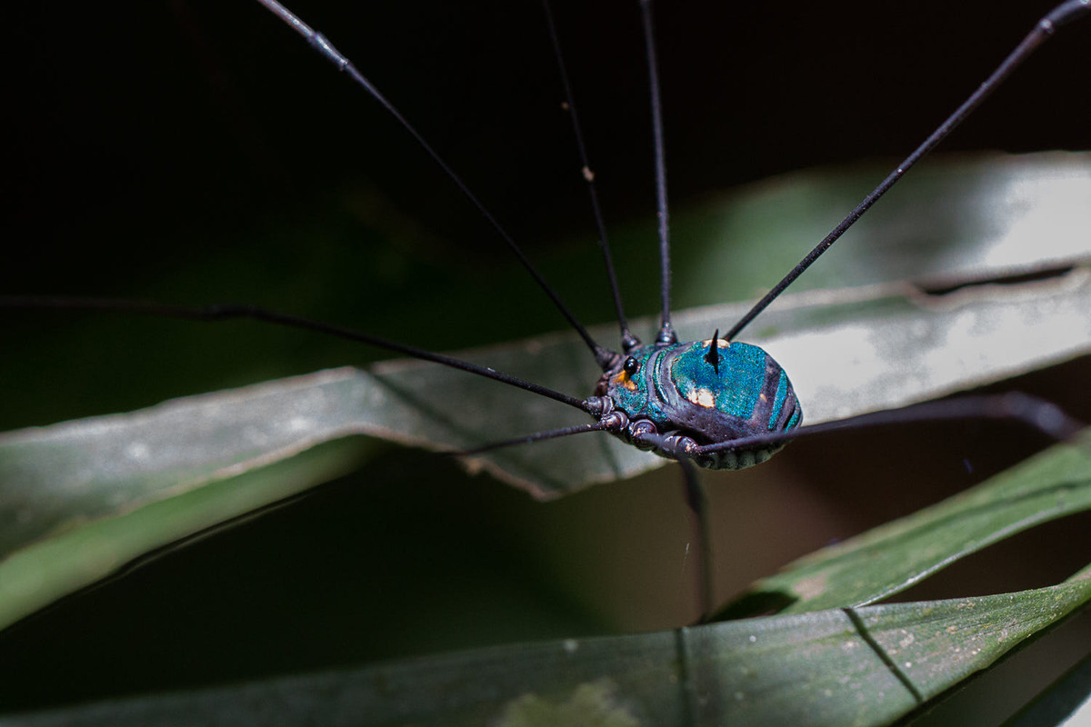 Tác phẩm lý thú của tạo hóa: Con nhện chân dài với màu xanh bắt mắt. Ảnh: Jon Hawton / 500px.com.