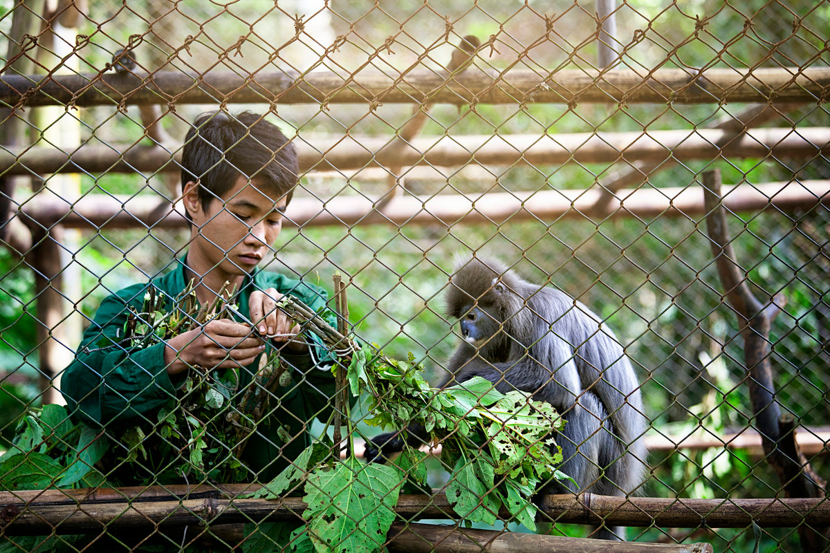 Nhân viên của Vườn quốc gia chăm sóc một chú voọc tại khu chuồng nuôi của Trung tâm Cứu hộ Linh trưởng. Ảnh: Mayumi Acosta / 500px.com. Mời quý độc giả xem video: Báo Argentina ca ngợi vẻ đẹp đất nước Việt Nam. Nguồn: VTC10.