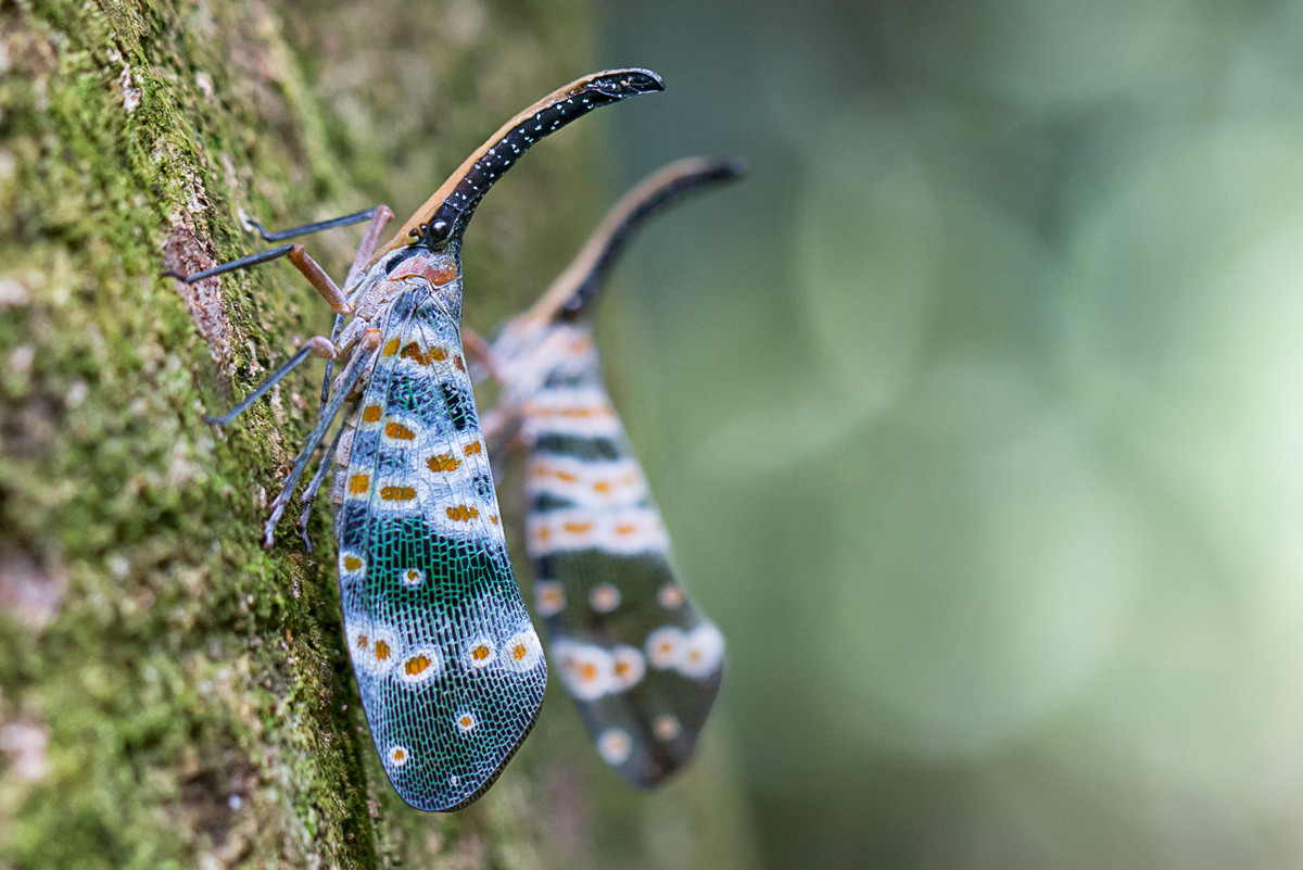 Bọ vòi voi, một loài côn trùng độc đáo ở rừng Cúc Phương. Ảnh: Jon Hawton / 500px.com.