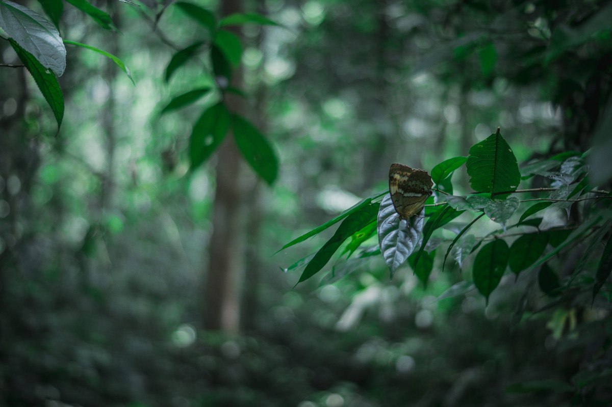Chú bướm đậu trên một nhánh cây rừng. Ảnh: Hiro Oki / 500px.com.